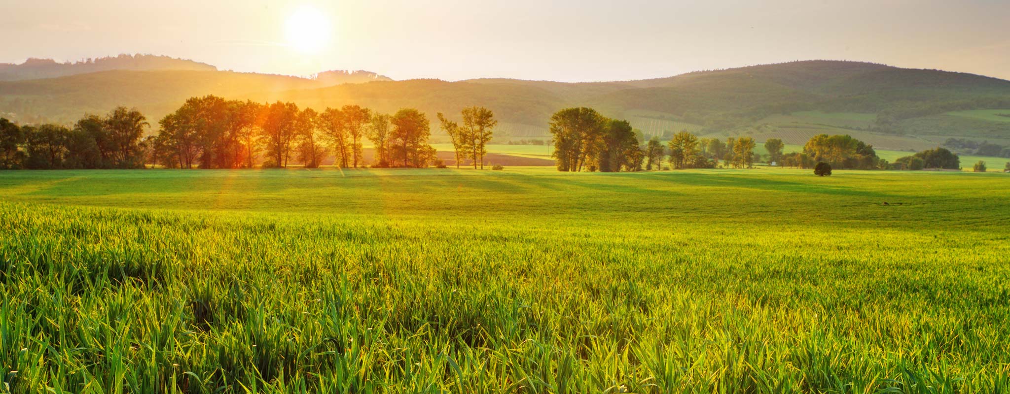 Sunrise on a lush green landscape.